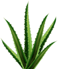 Aloe PNG Clipart
