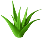 Aloe Plant Transparent PNG Clipart
