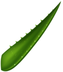 Aloe Vera Leaf PNG Clipart