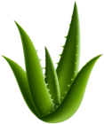 Aloe Vera Plant PNG Clipart