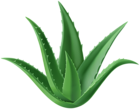 Aloe Vera Plant PNG Clipart