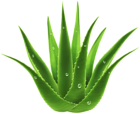 Aloe Vera Plant Transparent Image