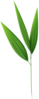 Bamboo Leaves PNG Clipart