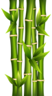 Bamboo PNG Clipart Image