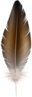 Brown Feather PNG Clip Art Image