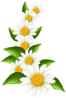 Daisies Decoration Transparent Clip Art Image