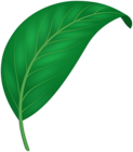 Decorative Green Leaf PNG Clipart