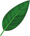 Decorative Leaf PNG Clipart