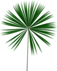 Exotic Green Leaf PNG Clip Art Image