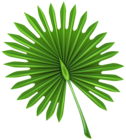 Exotic Leaf Clip Art PNG Image