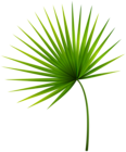 Exotic Leaf PNG Clipart