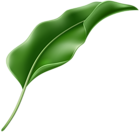 Exotic Leaf PNG Clipart
