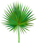 Exotic Palm Leaf PNG Clip Art Image