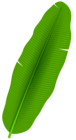 Exotic Palm Leaf Transparent PNG Clip Art