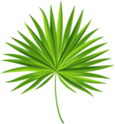 Exotic Palm Leaf Transparent PNG Clip Art Image