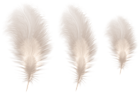 Feathers PNG Clipart