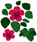 Flower and Leaves for Decorations Transparent Clipart