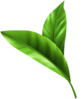 Fresh Green Leaves PNG Clipart