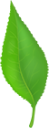 Fresh Leaf PNG Clipart