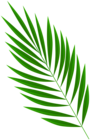 Fresh Palm Branch PNG Clipart