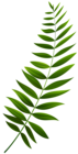 Green Branch Transparent Clip Art Image