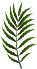Green Leaf PNG Clip Art Image
