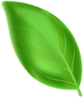 Green Leaf Transparent Clipart