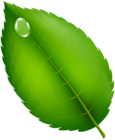 Green Leaf with Dew Drop PNG Clipart