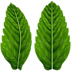 Green Leaves Clip Art Image