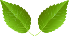 Green Leaves Decor PNG Clipart