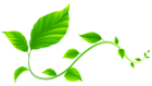 Green Leaves Decoration PNG Transparent Clipart