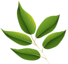 Green Leaves PNG Clipart Image