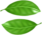 Green Leaves PNG Transparent Clipart