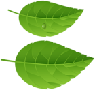 Green Leaves PNG Transparent Image