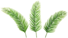 Green PNG Palm Leaves Clipart