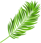 Green Palm Branch PNG Clipart