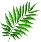 Green Palm Leaf PNG Clipart