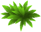 Green Plant Decoration PNG Clipart Image