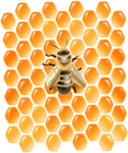 Honeycomb with Bee PNG Clip Art Image