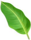 Large Palm Leaf PNG Clipart