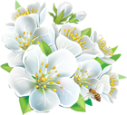Large White Flowers PNG Clipart