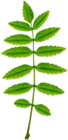 Leaf Green PNG Clip Art Image