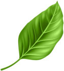 Leaf PNG Clipart