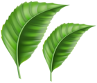 Leaves PNG Clipart