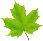 Maple Leaf Green PNG Clip Art Image