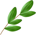 Olive Branch PNG Clipart