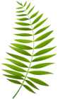 Palm Branch Transparent Clip Art Image