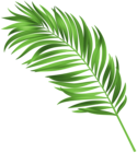 Palm Leaf Green Clipart