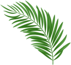 Palm Leaf Green PNG Clipart