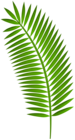 Palm Leaf PNG Clipart